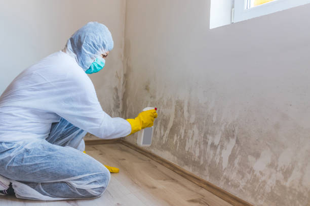 Professional mold removal team in Ruskin